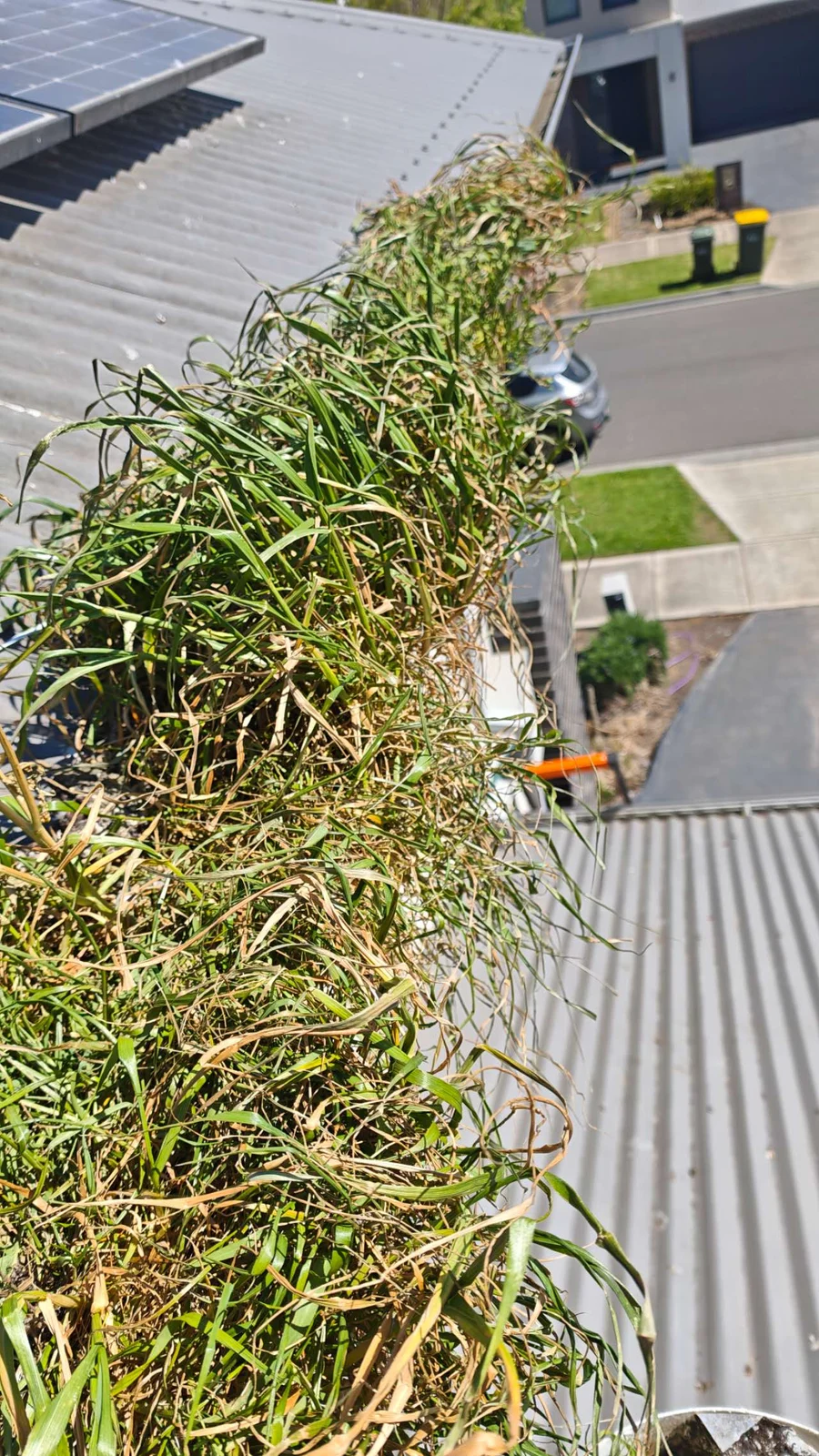 Plant growth in the roof-edge gutter before clearing